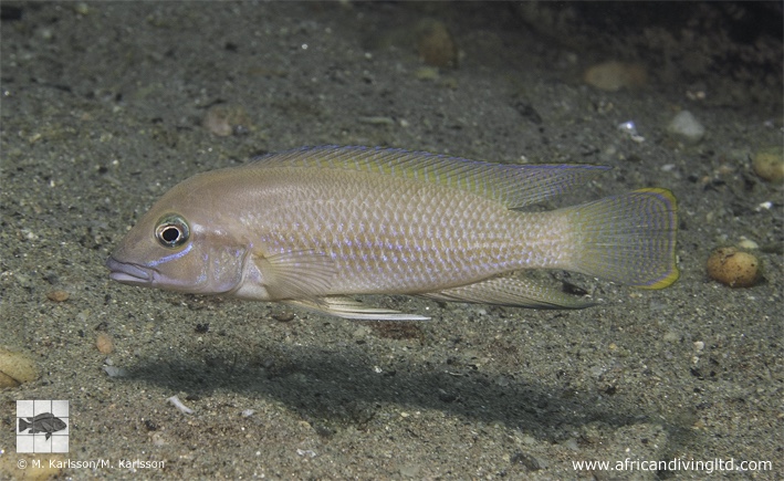 Neolamprologus sp. 'modestus mahale' Kekese